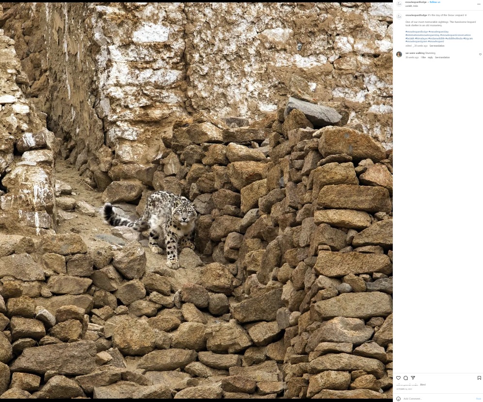 厳しい環境の山岳地帯に住むユキヒョウ（画像は『Snow Leopard Lodge　2022年10月24日付Instagram「It’s the day of the Snow Leopard」』のスクリーンショット）