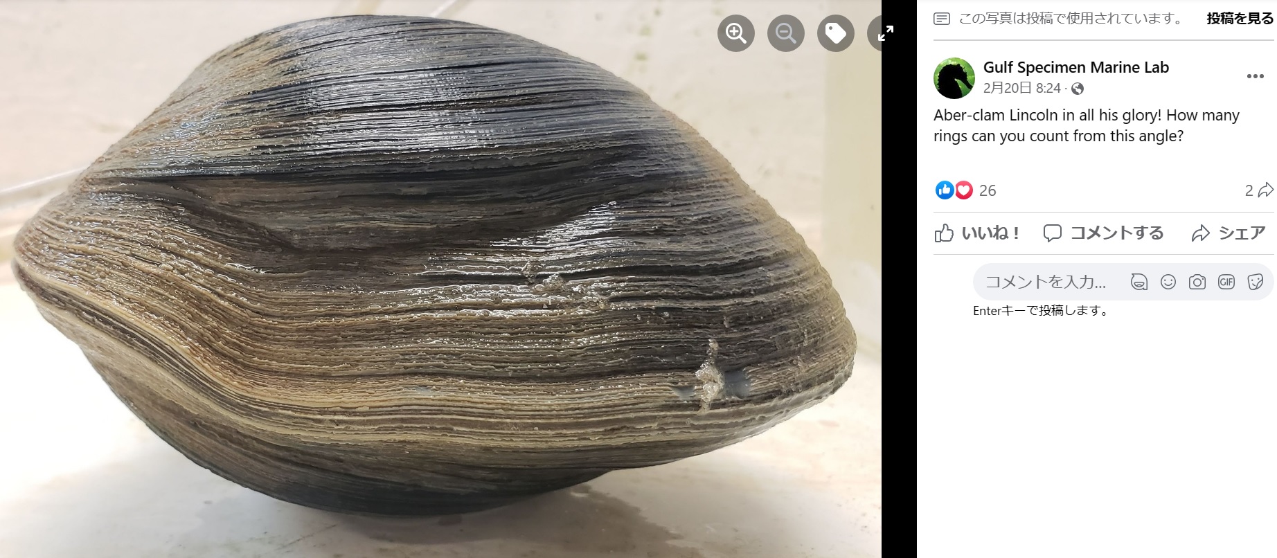 重さ1キロ超えの巨大な貝（画像は『Gulf Specimen Marine Lab　2023年2月20日付Facebook「Aber-clam Lincoln in all his glory!」』のスクリーンショット）