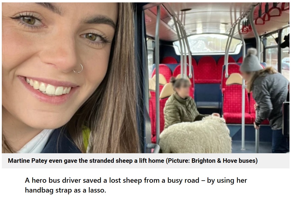 バス車内で羊と一緒に記念撮影をした運転手（画像は『Metro　2023年3月4日付「Sheep seen ‘wandering’ on motorway is rescued by quick-thinking bus driver」（Picture: Brighton ＆ Hove buses）』のスクリーンショット）