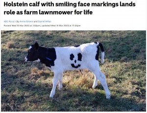 産まれたばかりの子牛のお腹には、はっきりとスマイルマークの模様が描かれていた（画像は『ABC News　2023年3月16日付「Holstein calf with smiling face markings lands role as farm lawnmower for life」（Supplied: Bellbrook Holsteins）』のスクリーンショット）