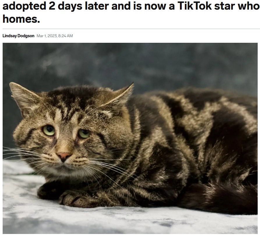 悲しそうな表情の保護猫（画像は『Insider　2023年3月1日「A sad cat called Fishtopher went viral for his adorable face. He was adopted 2 days later and is now a TikTok star who helps pets find homes.」（Homeward Bound Pet Adoption Center）』のスクリーンショット）
