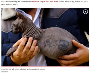 体に複数のタトゥーを入れられた猫（画像は『New York Post　2023年2月23日付「Tattooed cat with gang ink rescued from Mexican prison」（REUTERS）』のスクリーンショット）