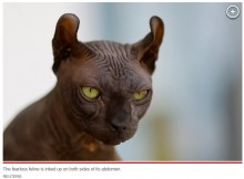 【海外発！Breaking News】メキシコのギャングにタトゥーを入れられた猫、アメリカで里親が見つかり平和な生活へ