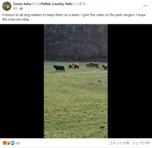暴れる犬に襲われた牛の群れ　角で犬を空中に放り投げ対抗（スコットランド）＜動画あり＞