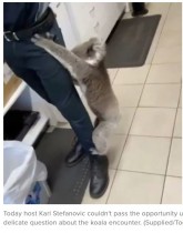 【海外発！Breaking News】コンビニに野生のコアラが来店　店員の脚にしがみつき離れず（豪）＜動画あり＞