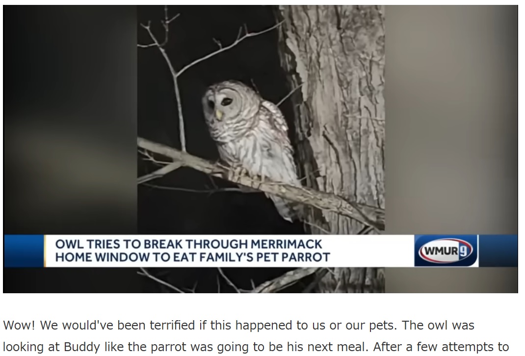 野生のフクロウは空腹で獲物を探していたのか、民家の窓のそばいたオウムを見つけると、窓が閉まっているにもかかわらず何度もアタックしてオウムを仕留めようとしていた（画像は『PetHelpful　2023年3月22日付「Owl Caught on Video Trying to Break Into Home to Snatch Pet Parrot」』のスクリーンショット）
