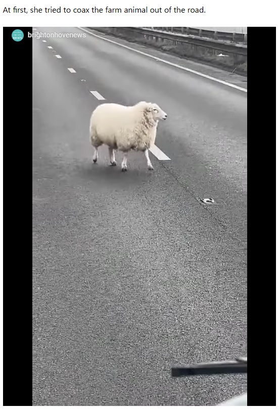 高速道路に迷い込んでしまった羊（画像は『Metro　2023年3月4日付「Sheep seen ‘wandering’ on motorway is rescued by quick-thinking bus driver」』のスクリーンショット）