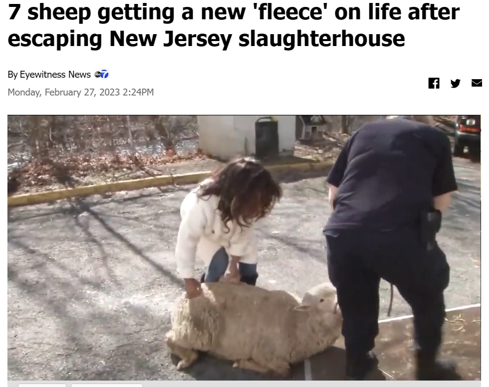 怯えてしまいトラックに乗りたがらない羊も（画像は『ABC7 New York　2023年2月28日付「7 sheep getting a new ‘fleece’ on life after escaping New Jersey slaughterhouse」』のスクリーンショット）