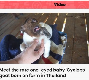 顎がしゃくれ舌を出す子ヤギ（画像は『Indy100　2023年3月1日付「Meet the rare one-eyed baby ‘Cyclops’ goat born on farm in Thailand」』のスクリーンショット）