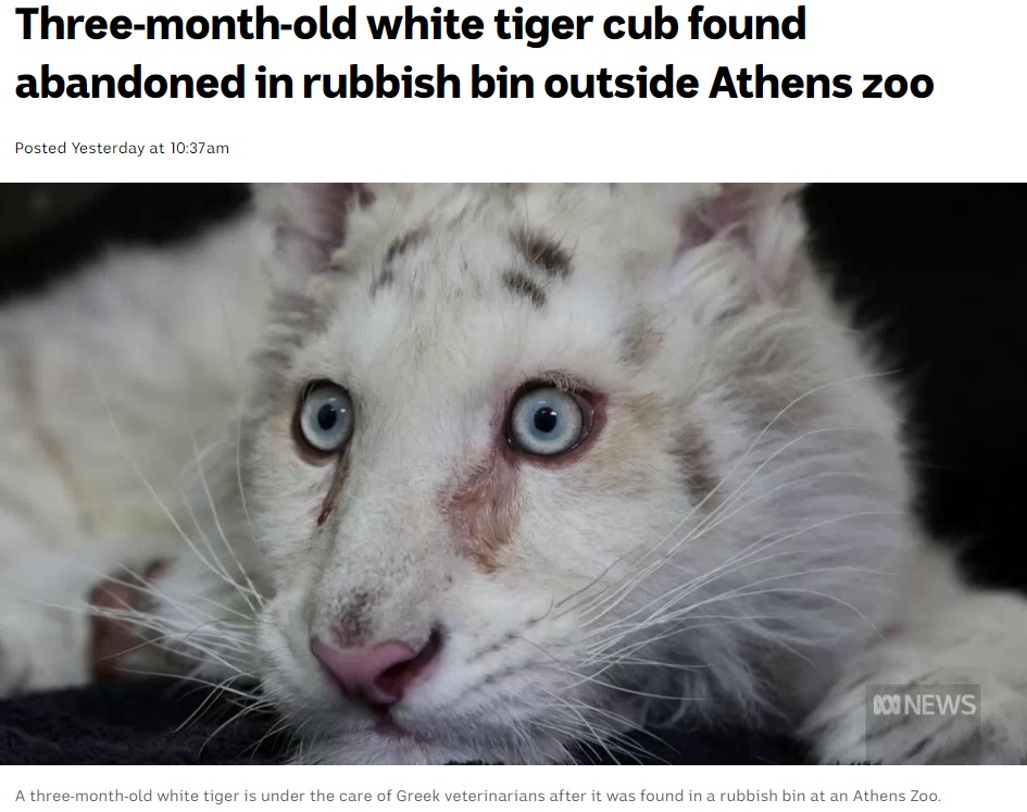 遺棄されたホワイトタイガー（画像は『Australian Broadcasting Corporation　2023年3月19日付「Three-month-old white tiger cub found abandoned in rubbish bin outside Athens zoo」』のスクリーンショット）