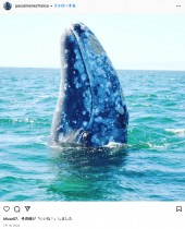 頭の“シラミ”を取ってほしい野生のクジラ、ボートに近づいて助けを求める（メキシコ）＜動画あり＞