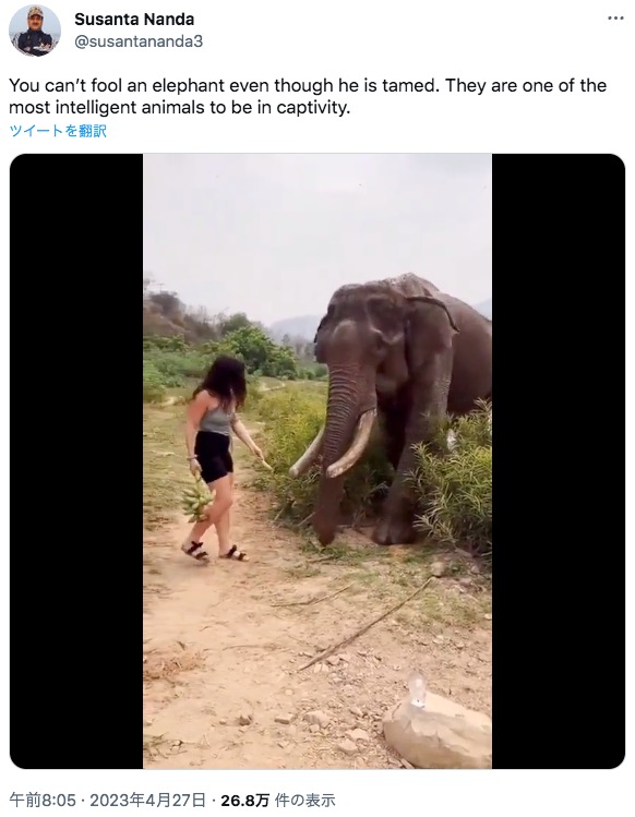 野生のゾウをからかう女性。インド森林局の職員が投稿した動画に、女性の行動を非難、または心配する声があがり物議を醸している（画像は『Susanta Nanda　2023年4月27日付Twitter「You can’t fool an elephant even though he is tamed.」』のスクリーンショット）