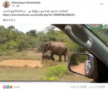 【海外発！Breaking News】子ゾウを襲うワニに母ゾウ、足で踏み潰そうとして怒りの攻撃（スリランカ）＜動画あり＞