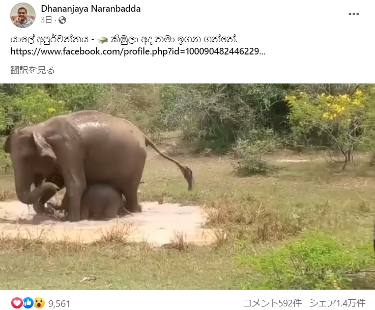 ワニが水面から顔を出した瞬間、すかさず母ゾウの体の下に身を隠した子ゾウ。母ゾウはワニを徹底的に踏み潰そうとしていた（画像は『Dhananjaya Naranbadda　2023年4月12日付Facebook「යාලේ අපුර්වත්තය」』のスクリーンショット）