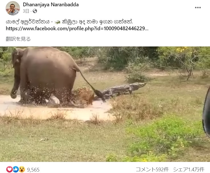 母ゾウの激しい攻撃に、その場から逃げるしかなかったワニ。母ゾウはワニが去った後も怒りが収まらない様子で、何度も水たまりの中を足で踏みつけていた（画像は『Dhananjaya Naranbadda　2023年4月12日付Facebook「යාලේ අපුර්වත්තය」』のスクリーンショット）