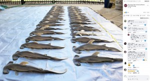 調査のために解剖すると、お腹から40匹もの子ザメが発見された。残念ながら全て死んでいたが、死体は保存加工され、教育センターなどに寄贈されるという（画像は『Mississippi State University Marine Fisheries Ecology　2023年4月24日付Facebook「What happened?」』のスクリーンショット）