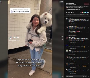 【海外発！Breaking News】体重23キロ超のクマのような犬、大好きなバックパックに入り米NYの地下鉄に乗車＜動画あり＞
