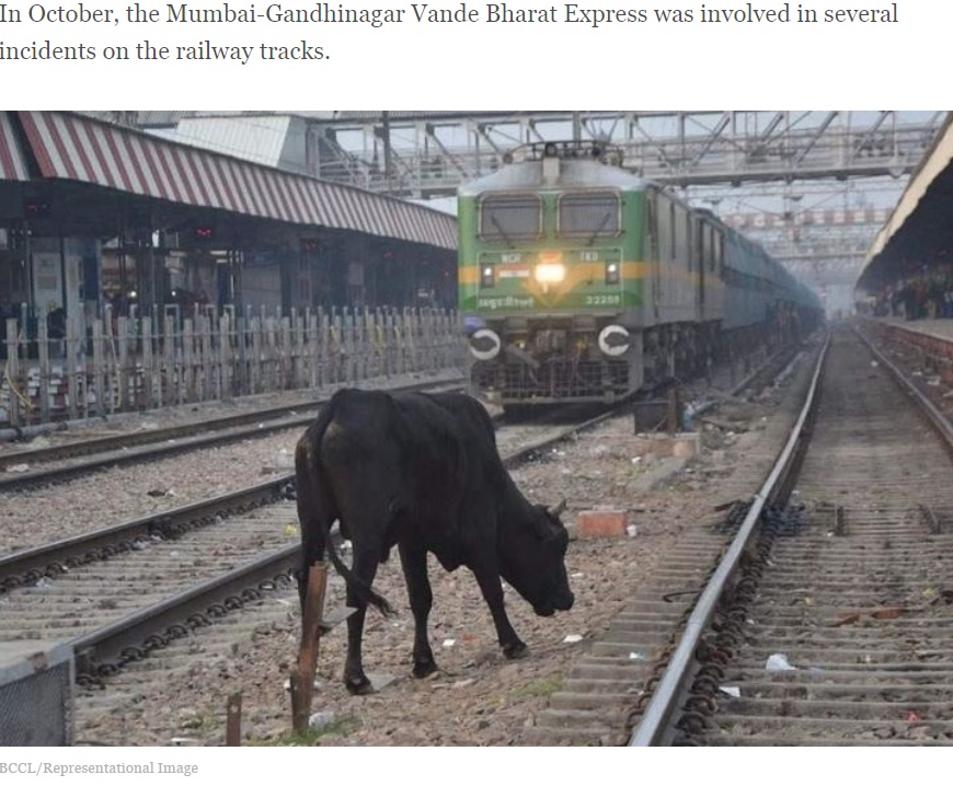 インドでは多くの国民が信仰するヒンドゥー教で神聖とされる牛との衝突事故は珍しくなく、インド西部鉄道では、動物侵入防止のための鉄柵を設ける作業も始まっていた（画像は『Indiatimes.com　2023年4月21日付「Rajasthan: Cow Hit By Vande Bharat Train Lands On Man Peeing On Track, Kills Him」（BCCL/Representational Image）』のスクリーンショット）