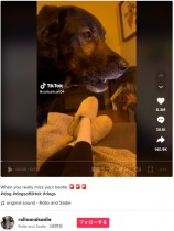 【海外発！Breaking News】“遠距離恋愛”の2頭の犬、ビデオ通話でお互いの姿を見て呼びかけ合う（カナダ）＜動画あり＞