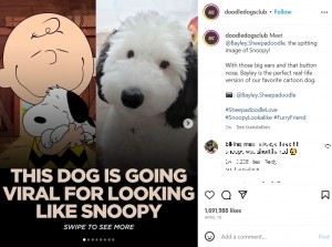 スヌーピーのイラストと並べて投稿「ベイリーは、私たちの大好きな犬のキャラクター（スヌーピー）の完璧な現実バージョンです」と綴られている（画像は『Doodle Dogs Club　2023年4月10日付Instagram「Meet ＠Bayley.Sheepadoodle, the spitting image of Snoopy!」』のスクリーンショット）