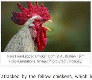 【海外発！Breaking News】仲間にいじめられていた4本脚の鶏　農場オーナーがSNSで引き取り先を探すことに（豪）