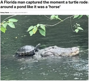 捕食対象であるはずのカメを、背中に乗せて泳ぐワニ。岸に着いてカメはワニから降りたが、ワニは近くにいたままカメを食べてしまうことはなかった（画像は『Insider　2023年4月22日付「A Florida man captured the moment a turtle rode a 10-foot alligator around a pond like it was a ‘horse’」（Jef Henninger, Traveling with Jef）』のスクリーンショット）