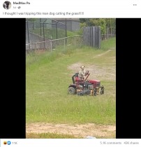 【海外発！Breaking News】「幻覚かと思った！」犬が芝刈機を運転する面白映像に注目集まる（米）＜動画あり＞