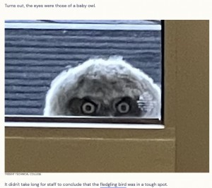 学校職員を監視するようにじっと見つめているフクロウのヒナの鋭い視線。こんな風に見つめられたら気づくのも当然!?（画像は『The Dodo　2023年4月21日付「School Staff Look Out Window And Realize They're Being Watched」（TRIDENT TECHNICAL COLLEGE）』のスクリーンショット）