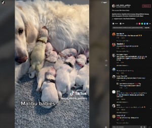 【海外発！Breaking News】クリームのゴールデンレトリバーからピスタチオ色の仔犬が誕生！　“幸運”を呼ぶ名前に（米）＜動画あり＞
