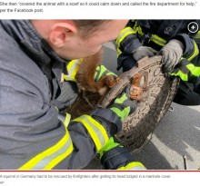 【海外発！Breaking News】マンホールの蓋の穴にはまったリス、パニックに陥るも消防士が見事救助（独）