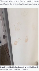 引っ越してきたばかりの家の壁に汚れがあり、白いペンキで塗っていたドルフさん。その翌日、仕上げたばかりの壁にネリーちゃんが手形を付けてしまったことに気付いた（画像は『The Mirror　2023年4月14日付「Toddler blames pet dog after human handprints mysteriously appear on fresh paint」（Image: Dolph Malone / SWNS）』のスクリーンショット）