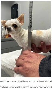 動物病院にて担当獣医が専用の機器を使って体高を測定。正確に計測するため、同じ方法で3回繰り返して体高を測り、正式にギネス記録として認定された（画像は『Guinness World Records　2023年4月9日付「Pocket-sized Chihuahua certified as world’s shortest dog」』のスクリーンショット）