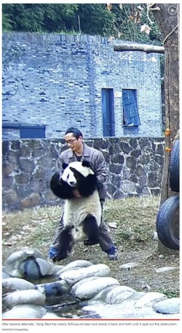 【海外発！Breaking News】喉にニンジンを詰まらせてしまったパンダ、飼育員が200キロ超の巨体を持ち上げて救う（中国）＜動画あり＞