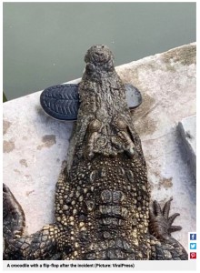 ルアンさんが40匹のワニに襲われた直後、ビーチサンダルをくわえたままのワニが確認される（画像は『Metro　2023年5月26日付「Cambodian man torn apart by 40 crocodiles after being dragged into enclosure」（Picture: ViralPress）』のスクリーンショット）