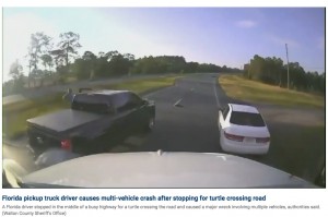 1台のピックアップトラックが路上で停止した後、玉突き事故が発生。カメは怪我もなく無事だったという。保安官事務所は「カメは近くの池に放たれ、一生幸せに過ごすことでしょう」と述べている（画像は『Fox News　2023年5月17日付「Florida driver stops for turtle crossing busy highway, causes multi-vehicle crash: video」（Walton County Sheriff’s Office）』のスクリーンショット）