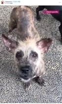 【海外発！Breaking News】バリ島の路上で保護されたハイエナのような犬、今では被毛がフサフサに（カナダ）＜動画あり＞