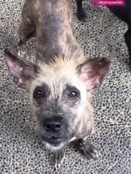 【海外発！Breaking News】バリ島の路上で保護されたハイエナのような犬、今では被毛がフサフサに（カナダ）＜動画あり＞
