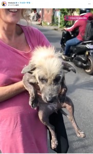 バリ島の動物保護団体「Mission Paws’ible」が保護した犬。“ヒラリー”と名前がつけられて、問題のある皮膚の治療が施されることに（画像は『The Dodo　2022年5月20日付Instagram「You’ll never guess what this stray pup rescued by ＠missionpawsible looks like now」』のスクリーンショット）