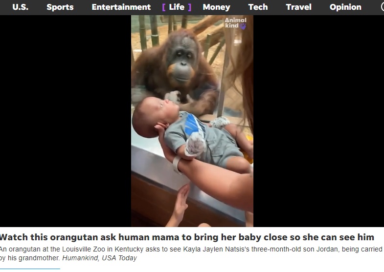 ケンタッキー州のルイビル動物園で暮らす遊び好きで好奇心旺盛なオランウータン。抱っこされていた赤ちゃんに近づき、じっと見つめている（画像は『USA TODAY　2023年5月23日付「Orangutan at Kentucky zoo asks to see 3-month-old visitor: Watch what happens next」』のスクリーンショット）