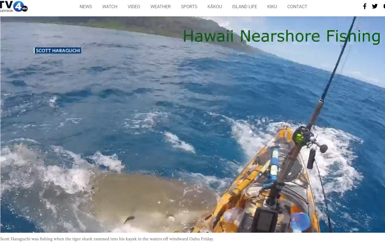 スコットさんが乗ったカヤックの側面に食らいつくサメ。スコットさんは「サメは怪我をさせたアザラシとカヤックを間違えて襲ったのだと思う」と推測する（画像は『KITV 4 Island News　2023年5月13日付「Shark attacks kayak off Kualoa, caught on camera」』のスクリーンショット）