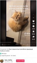 【海外発！Breaking News】トリミングサロンでカットした2匹の猫、「鶏の脚」のような姿に飼い主困惑（米）＜動画あり＞