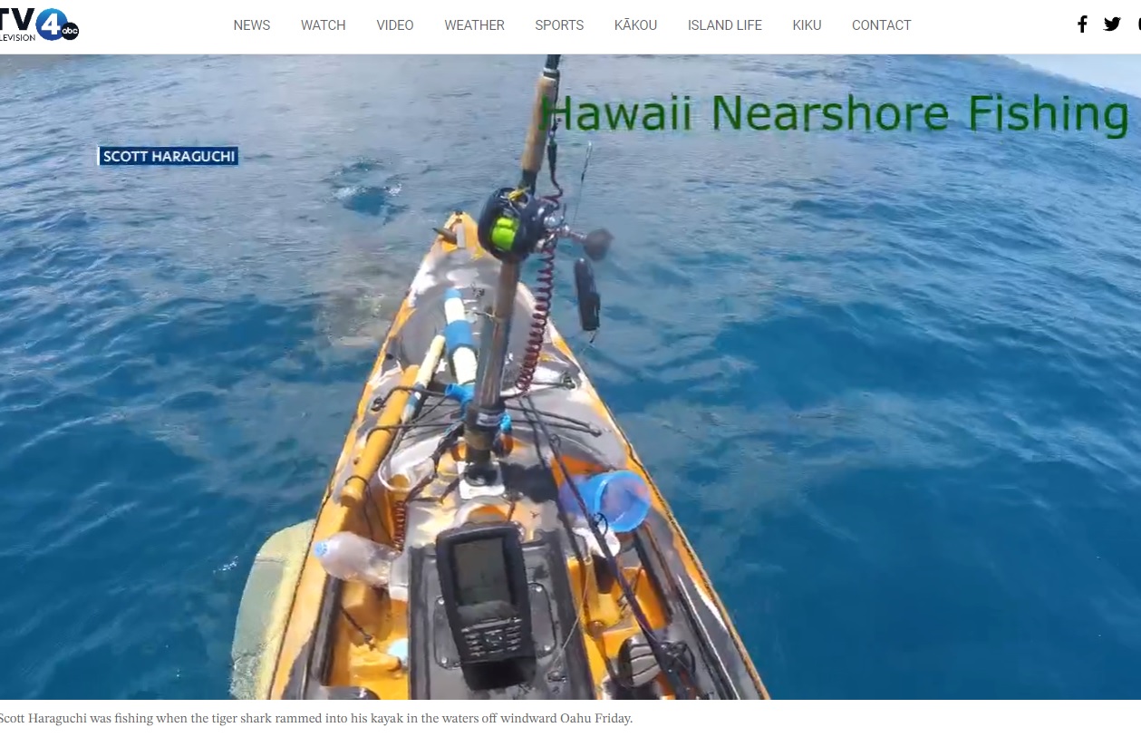 左前方からカヤックに近付くサメ。スコットさんは「まるでエンジンがかかっていないボートが近づいてくるような、『シュー』という音が聞こえた」と語る（画像は『KITV 4 Island News　2023年5月13日付「Shark attacks kayak off Kualoa, caught on camera」』のスクリーンショット）