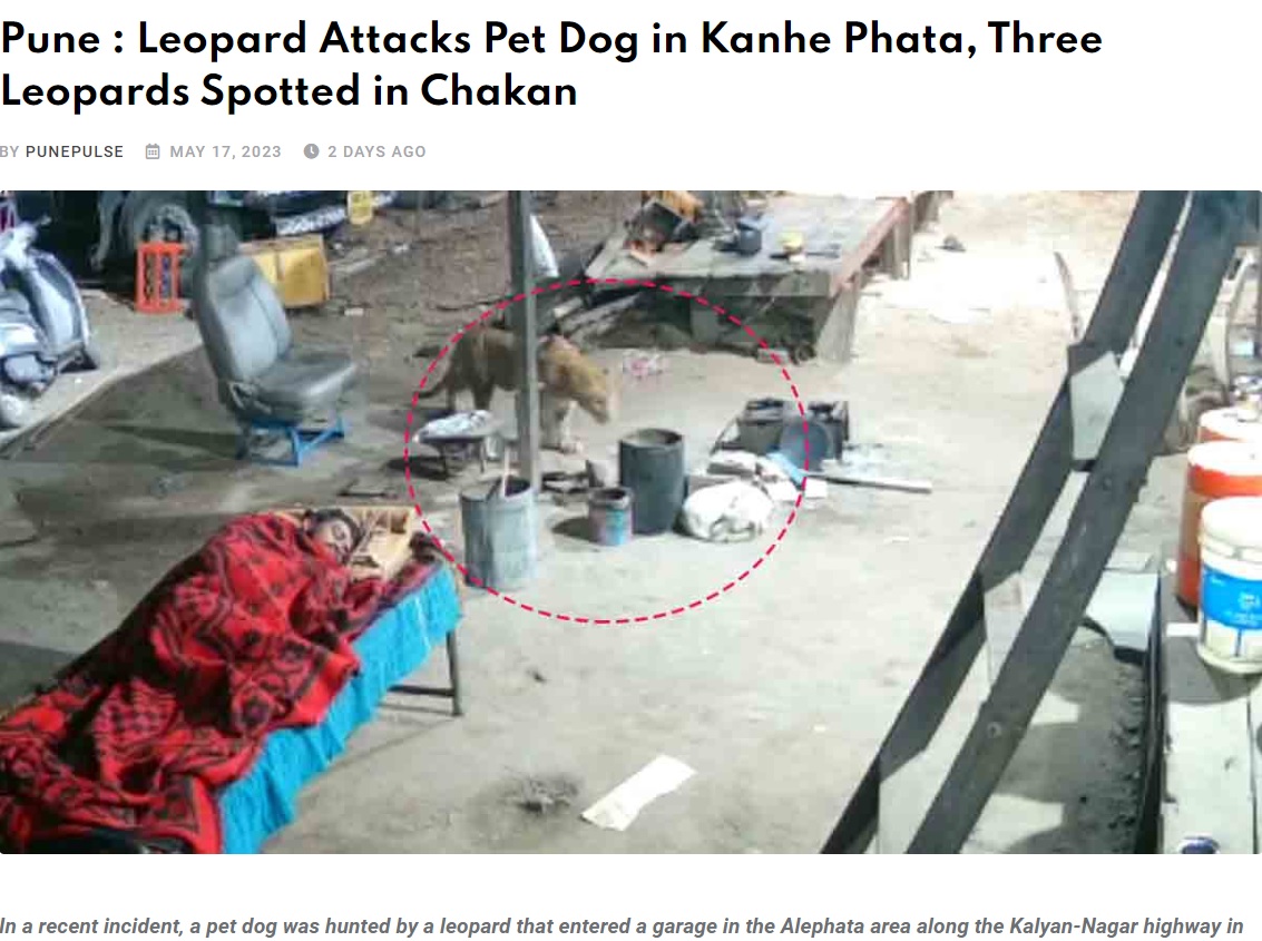 インド西部マハーラーシュトラ州プネー地区で、飼い犬がヒョウに襲われる直前の様子。当時の様子は監視カメラが捉えて拡散し、周辺の住民は不安を隠せないでいる（画像は『PUNE PULSE　2023年5月17日付「Pune : Leopard Attacks Pet Dog in Kanhe Phata, Three Leopards Spotted in Chakan」』のスクリーンショット）