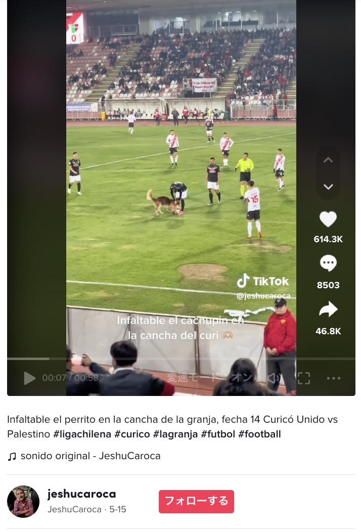 チリで行われていたサッカーの試合中、1頭の犬がピッチに入ってしまった。犬は一目散にボールへ駆け寄り、嬉しそうにボールで遊んでいたが…（画像は『JeshuCaroca　2023年5月15日付TikTok「Infaltable el perrito en la cancha de la granja, fecha 14 Curicó Unido vs Palestino」』のスクリーンショット）