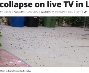 ハチの巣は近所の家の軒下に作られており、アイザックさんがスプレーを噴射後、駆除した。ただハチが怒っていた理由は分からないという（画像は『FOX 11 Los Angeles　2023年5月17日付「Bee attack forces man to collapse on live TV in LA」』のスクリーンショット）