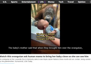 ジョーダン君に近づき、ガラス越しにキスするアンバー。これには周りから「あああああ～」と嬉しい声があがり、アンバーは再びジョーダン君にキスをした（画像は『USA TODAY　2023年5月23日付「Orangutan at Kentucky zoo asks to see 3-month-old visitor: Watch what happens next」』のスクリーンショット）