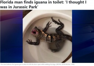 米フロリダ州のトイレの便器に入り込んだイグアナ。家主の存在に気付いたイグアナは口を開け、『シー』と音を出し威嚇してきたという（画像は『25 News Now　2023年5月23日付「Florida man finds iguana in toilet: ‘I thought I was in Jurassic Park’」（WSVN, JOHN RIDDLE, CNN）』のスクリーンショット）