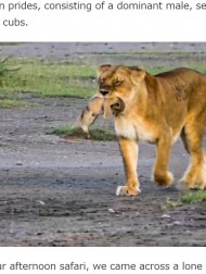 【海外発！Breaking News】弱った子をくわえた母ライオン、その後の行動に「残酷だけど、これが自然」（タンザニア）＜動画あり＞