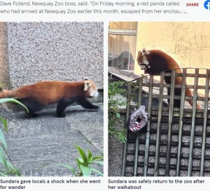 市場周辺をうろつくレッサーパンダに「なぜこんなところに？」と思ったという目撃者。フレッシュポイントのスタッフは動物園に餌を届けているため、それがレッサーパンダであることにすぐ気づいたという（画像は『The Mirror　2023年5月30日付「Red panda gives locals a shock by going on walkabout through streets of Newquay」』のスクリーンショット）