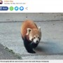 【海外発！Breaking News】動物園から逃げ出した可愛いレッサーパンダ、向かった先は青果市場！（英）